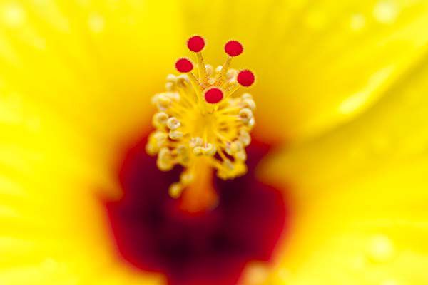 Hibiscus-黄色
