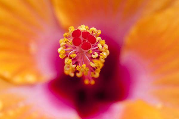 Hibiscus-オレンジ