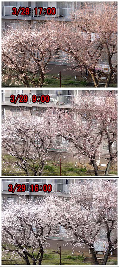 桜の変化